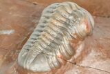Cute Little Austerops Trilobite Fossil - Jorf, Morocco #362869-3
